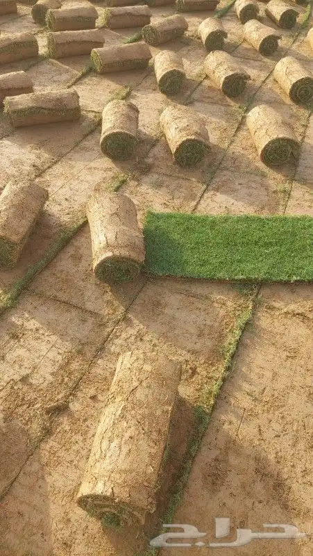 توريد ثيل طبيعي كثيف c2000مزارع الخرج 8