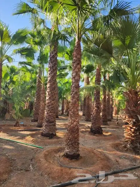 يوجد لدينا نخل ملوكي زينه واشنطني بجميع المقسات 4