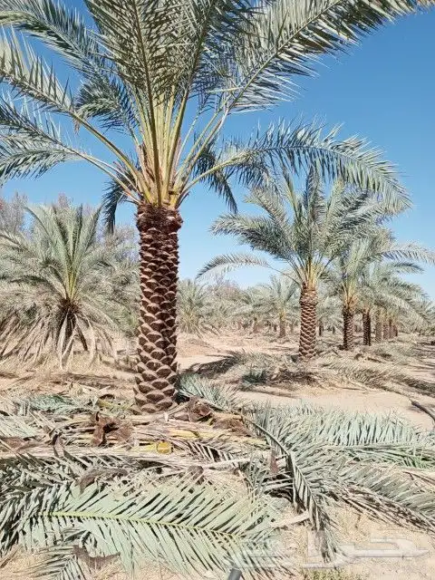 توريد وتركيب النخيل وتركيب الشبوك للمزارع 9