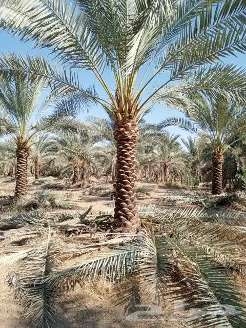 توريد وتركيب النخيل وتركيب الشبوك للمزارع 8