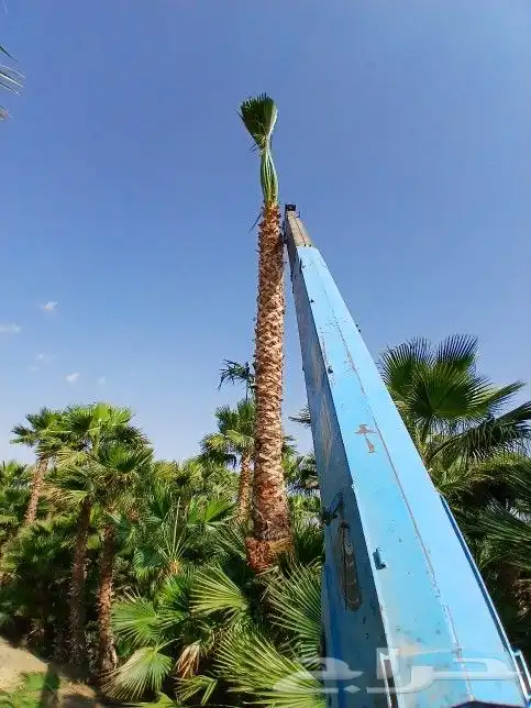 يوجد لدينا نخل ملوكي زينه واشنطني بجميع المقسات 7