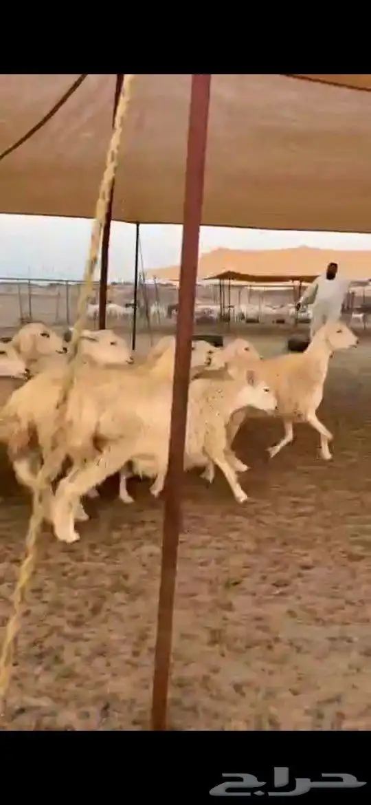 سلام عليكم نعرض لكم غنم حري رخال صنف حرش جروم دفيع 4