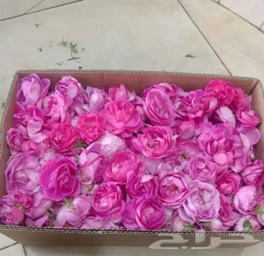ورد مديني 1