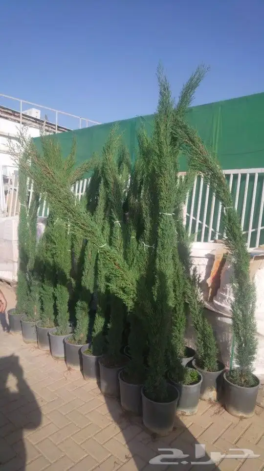 أشجار زيتون ونخيل 1