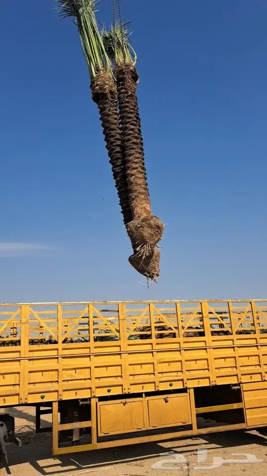 نخل للبيع مكه المكرمه جده 8
