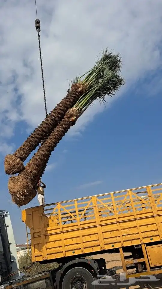 نخل للبيع مكه المكرمه جده 7