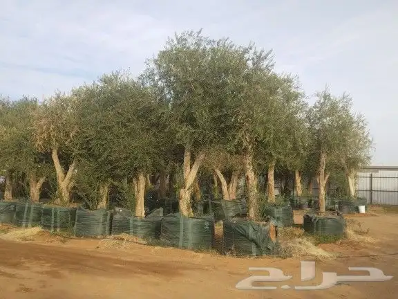 أشجار زيتون ونخيل 4