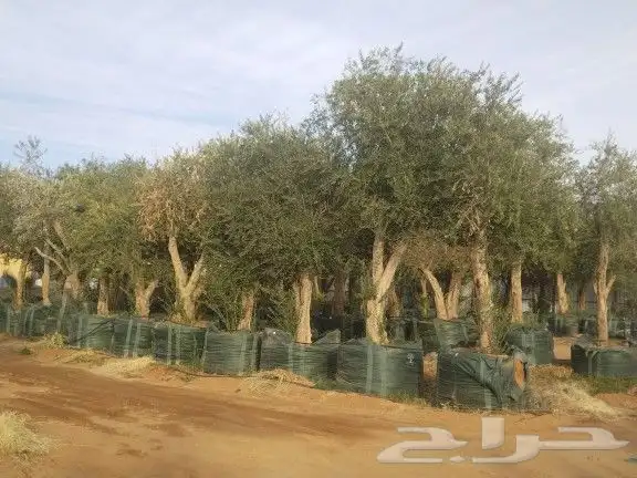 أشجار زيتون ونخيل 5