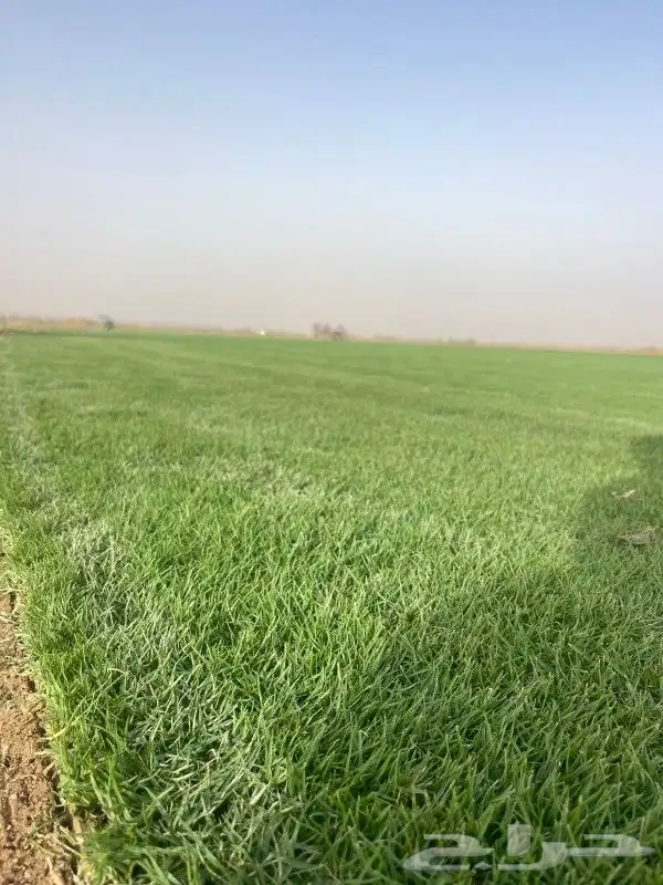 توريد ثيل طبيعي كثيف c2000مزارع الخرج 4