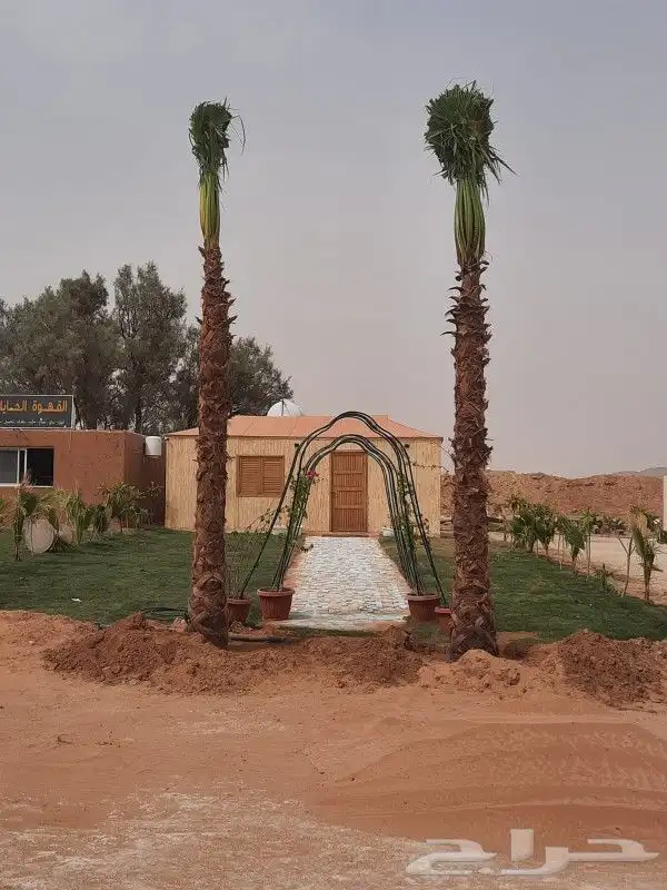 يوجد لدينا نخل ملوكي زينه واشنطني بجميع المقسات 0