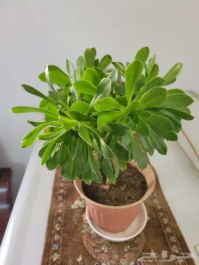 احلا نباتات داخليه 4