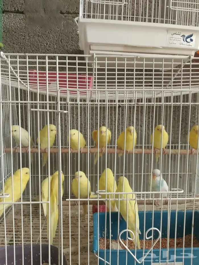 طيور بادجي للبيع 0