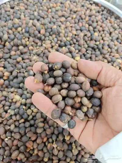 قهوة خولاني من جبال الداير 0