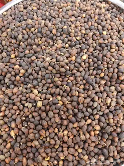 قهوة خولاني من جبال الداير 1