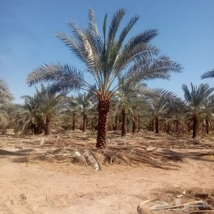 توريد وتركيب النخيل وتركيب الشبوك للمزارع 1