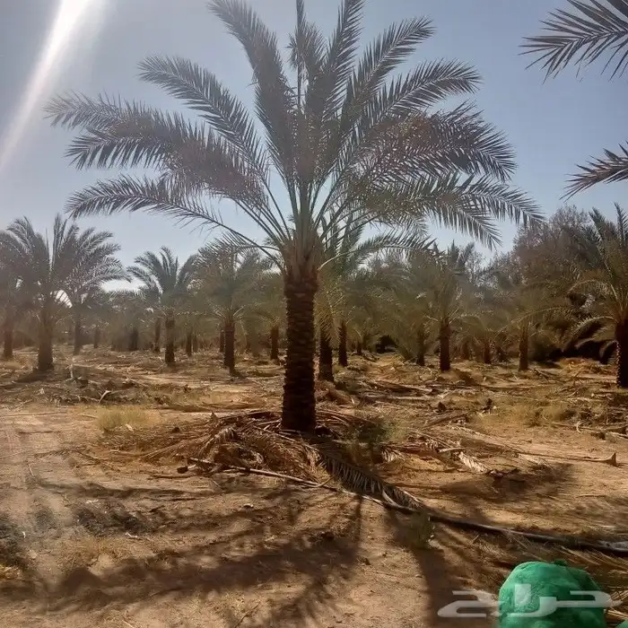 توريد وتركيب النخيل وتركيب الشبوك للمزارع 3