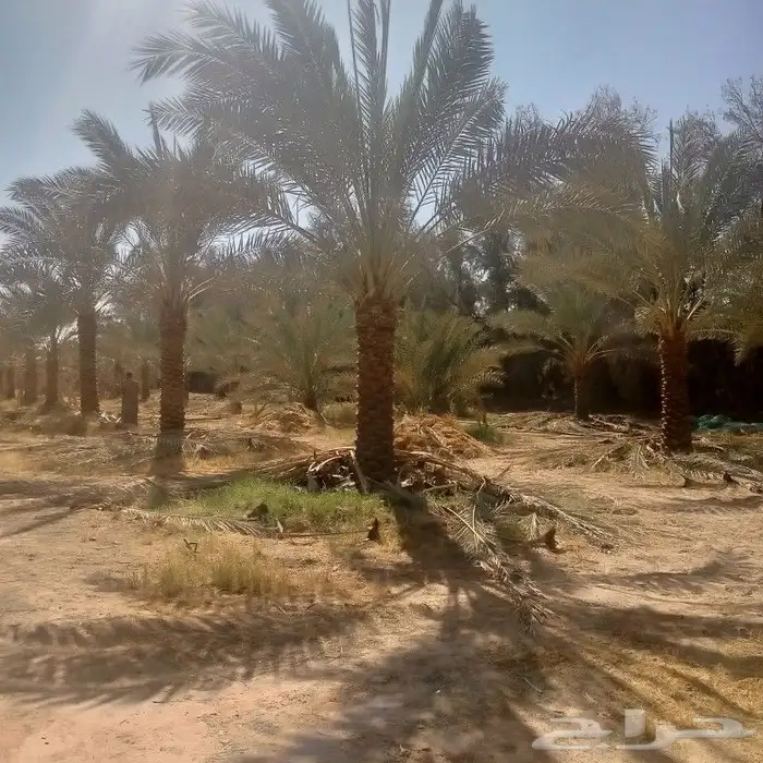 توريد وتركيب النخيل وتركيب الشبوك للمزارع 4