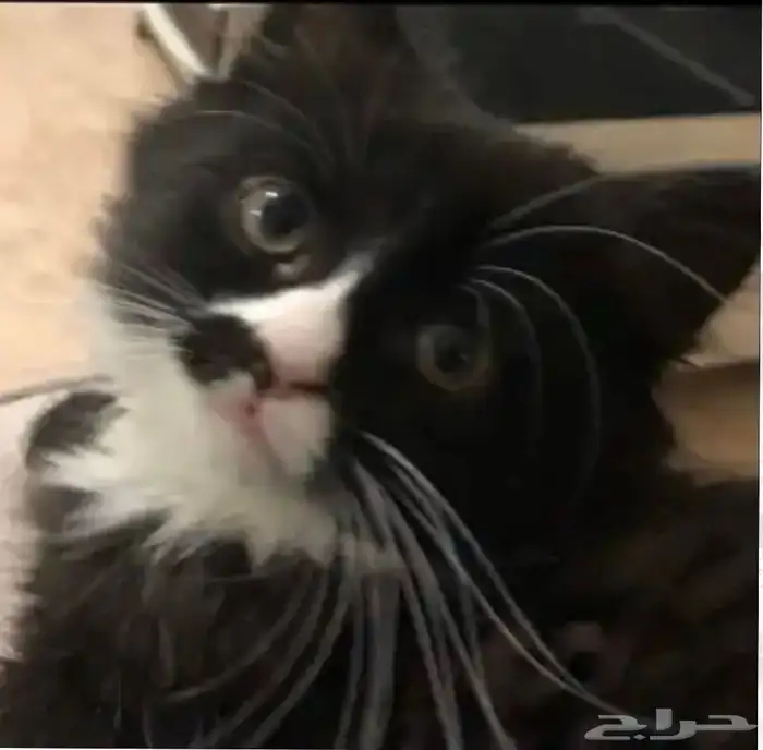 قط ضايع 2