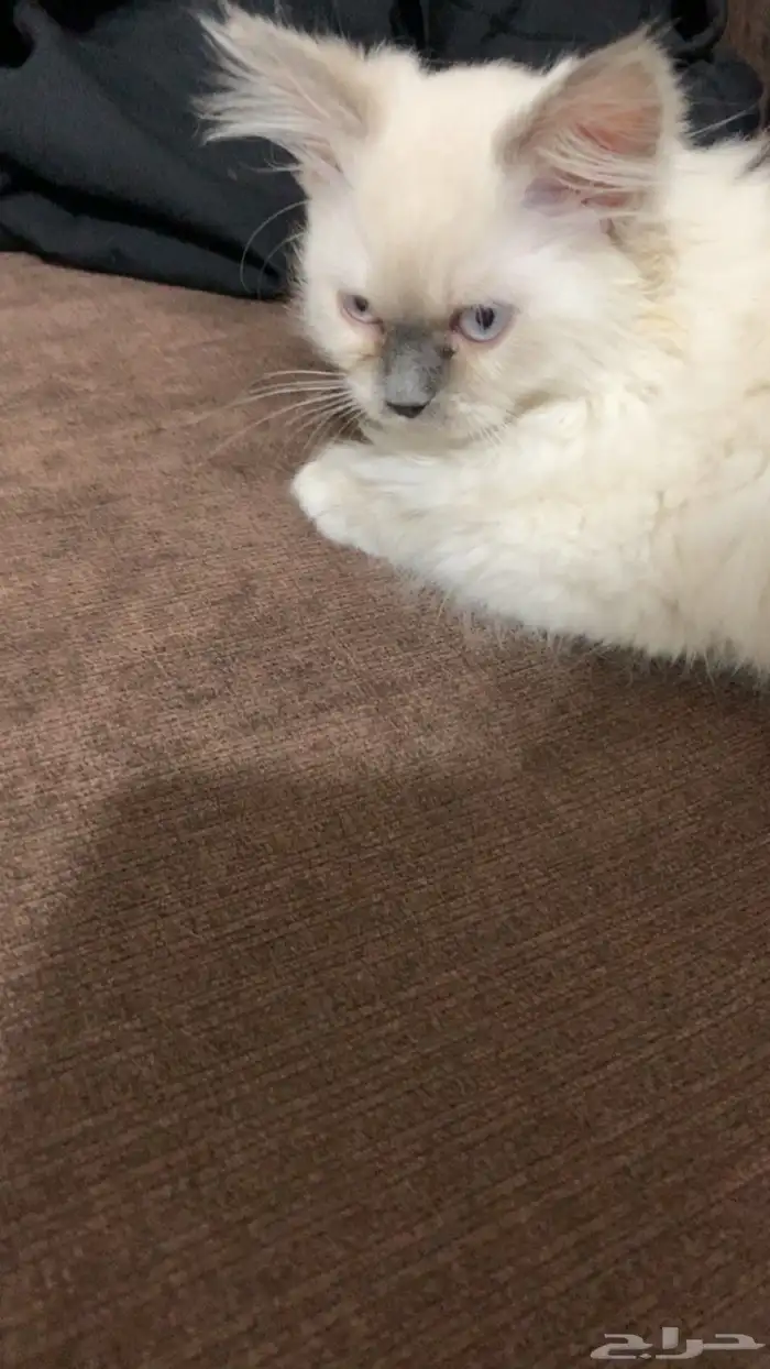 قط للبيع 0