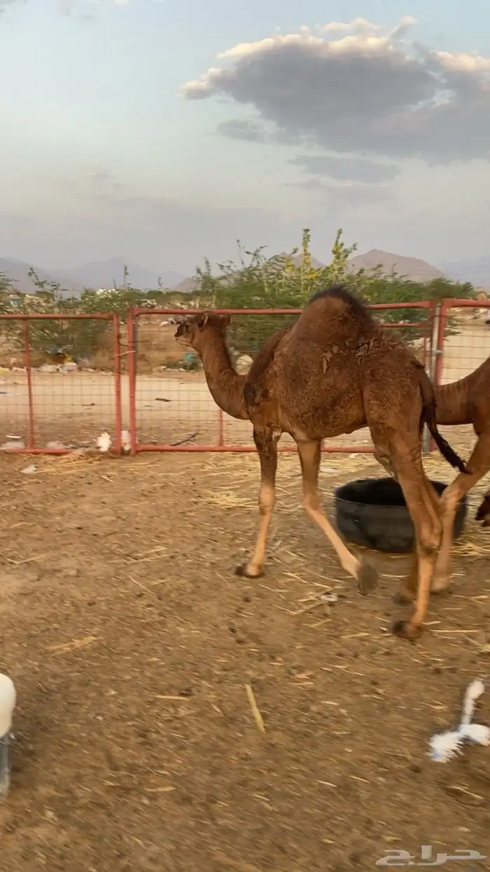 قعدان على الحليب 2