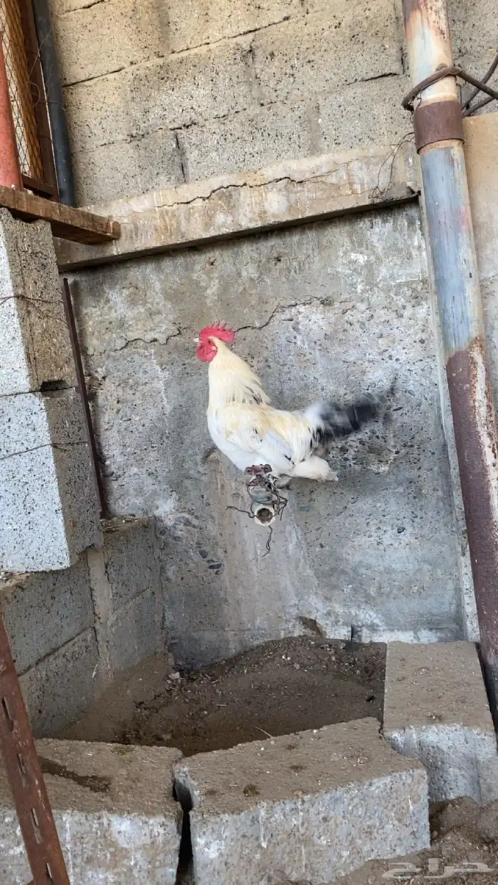 دجاج  براهما للبيع 4