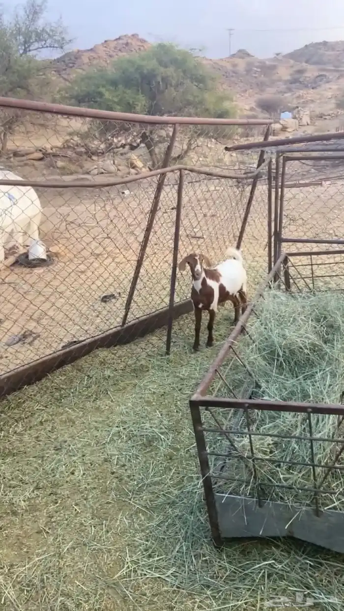 للبيع تيسين كفو عمارها 5 اشهر 0