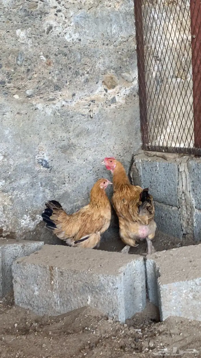 دجاج  براهما للبيع 1