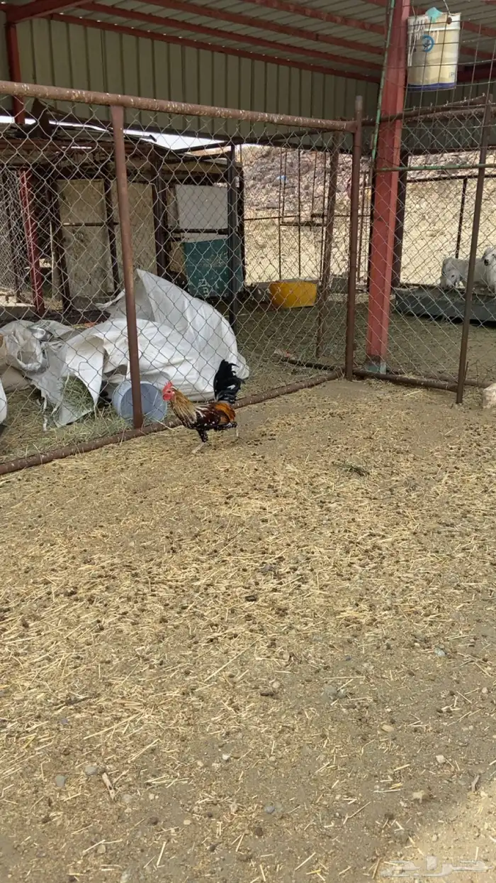 ديك ماكنتوش اصيل 4
