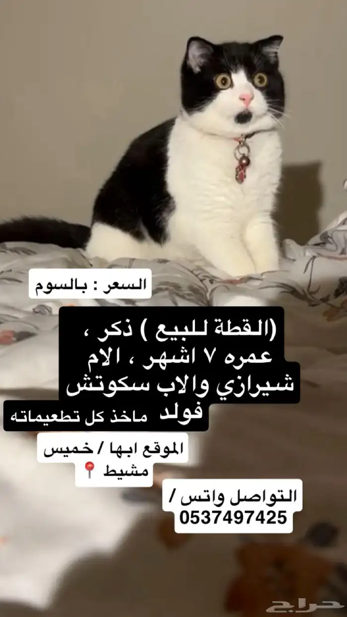 قط سكوتش فولد 0