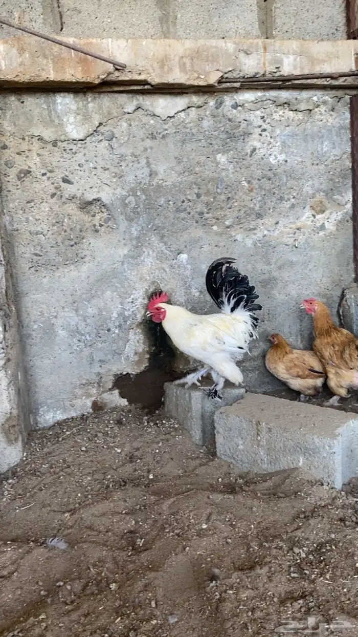 دجاج  براهما للبيع 3