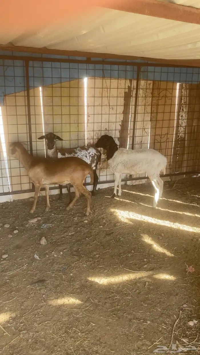 برابر شياه 0