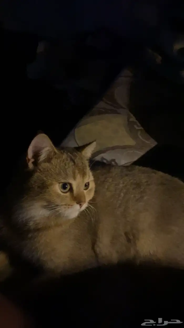قطو ذكر عمره سنه وسبع شهور  Scotch Volt معه حافض اكل مويه 0