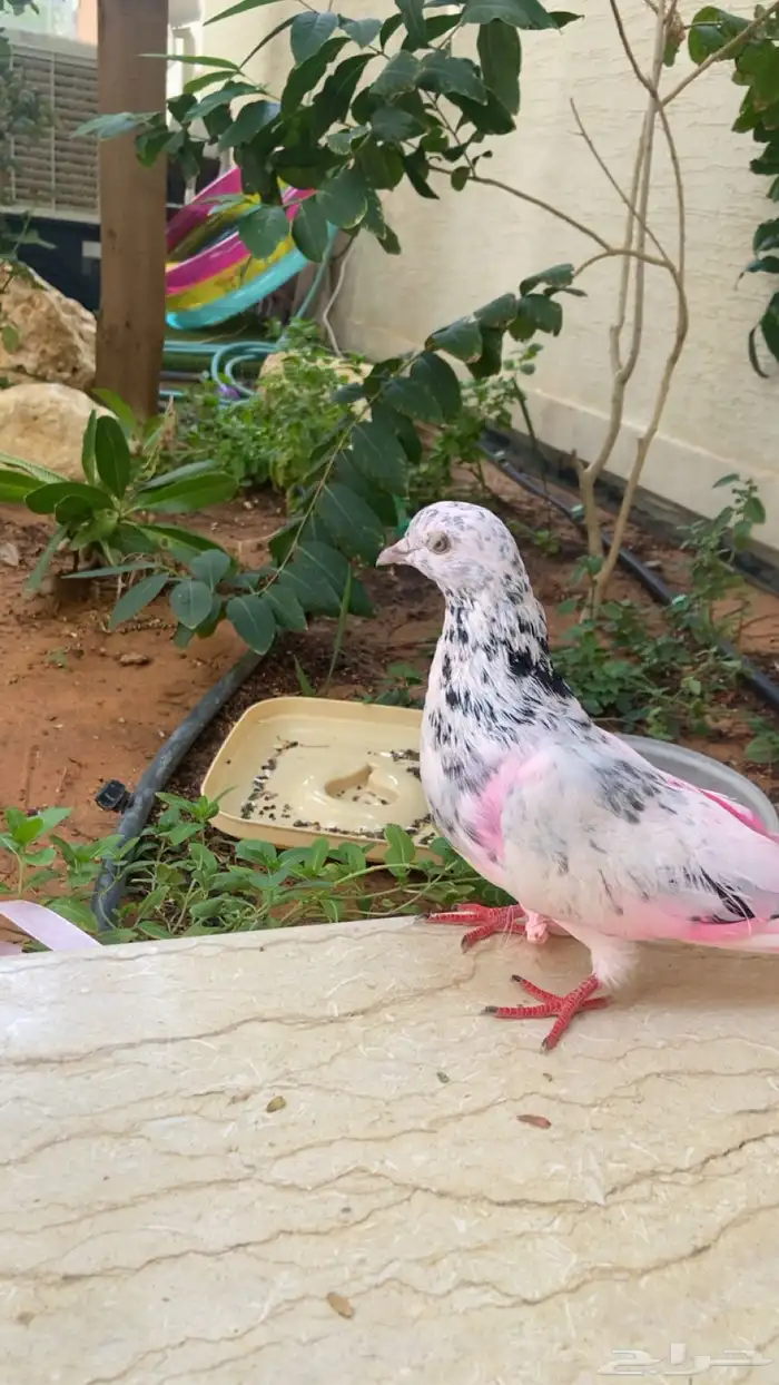 حمام الزينه بكستاني السعر على السوم 0
