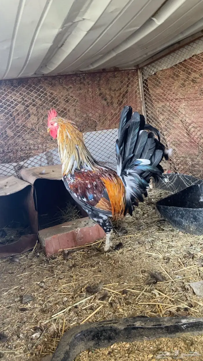 ديك ماكنتوش اصيل 2