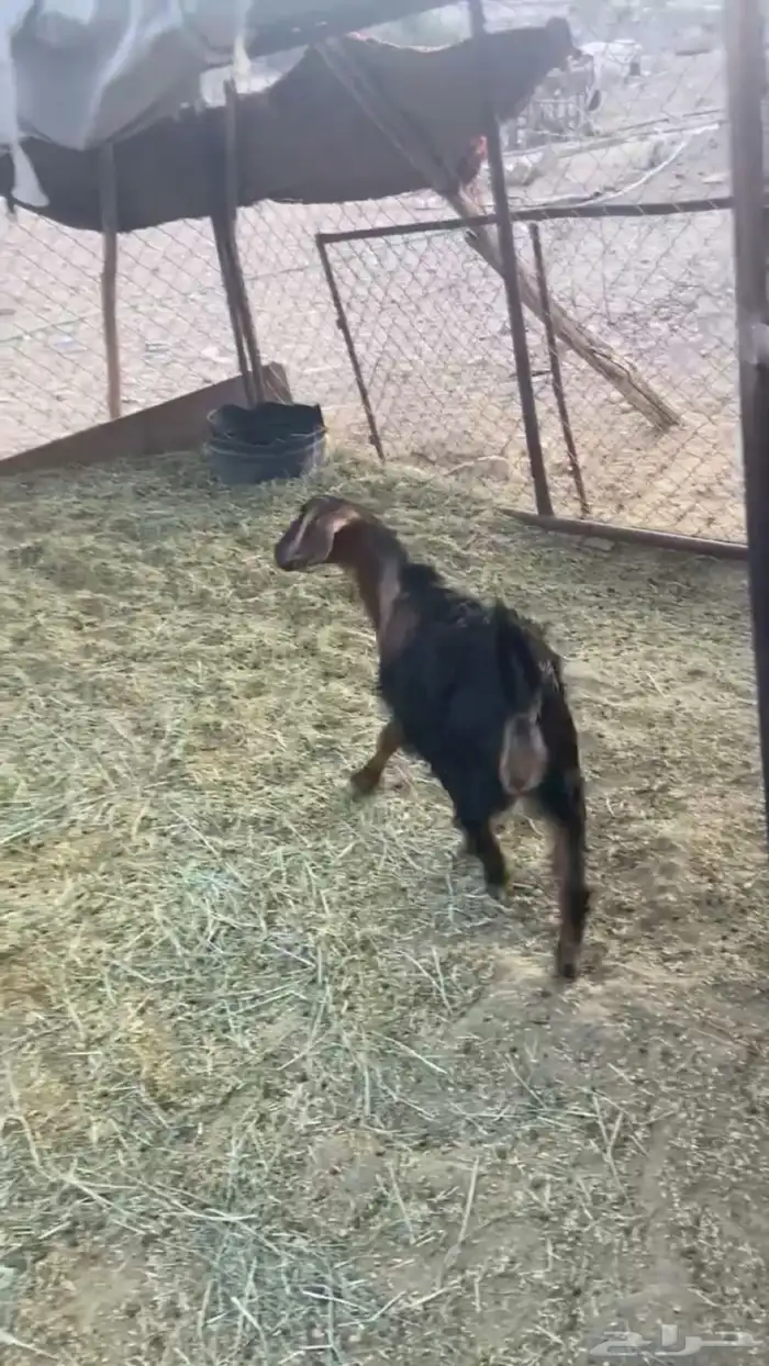 للبيع تيسين كفو عمارها 5 اشهر 1