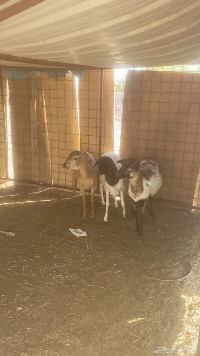 برابر شياه 1