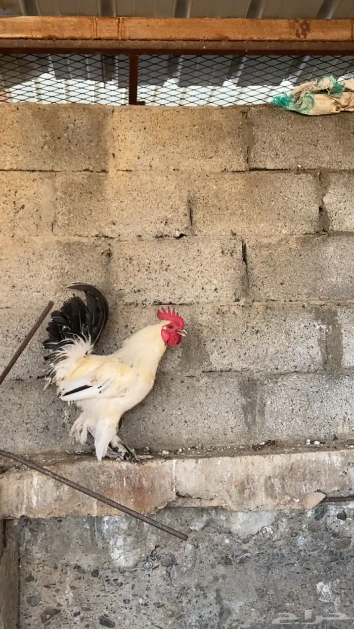 دجاج  براهما للبيع 0