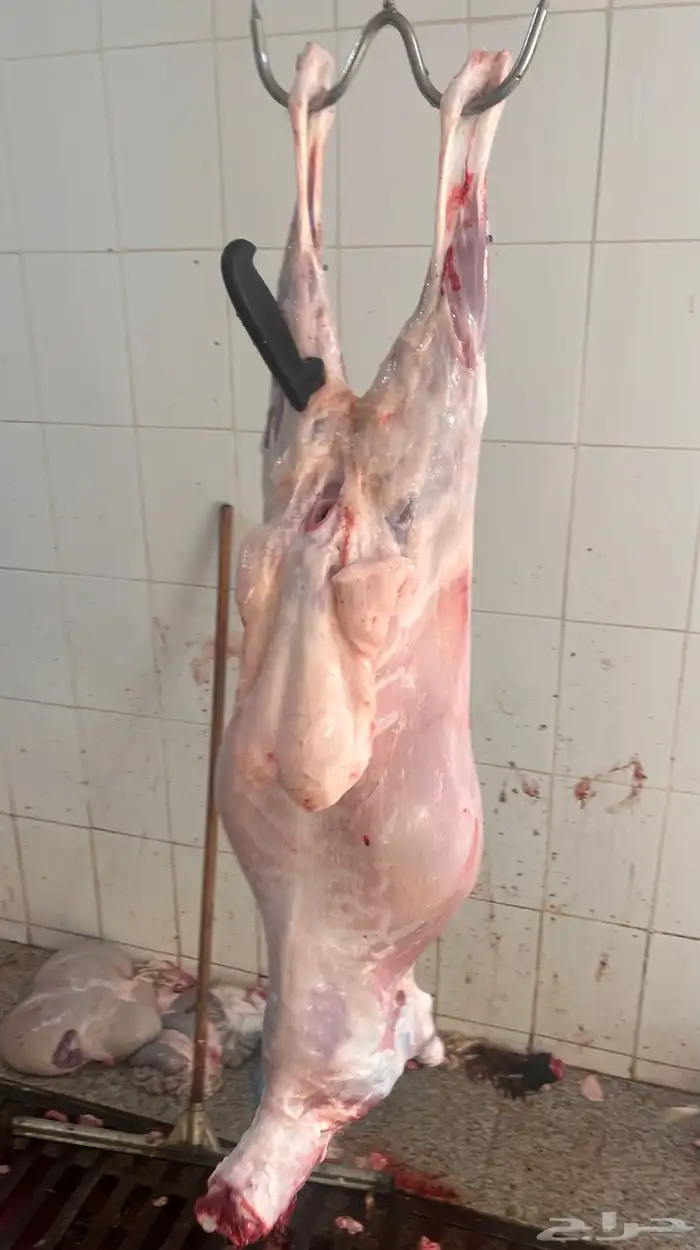 طلي حري ذبيحة ( تم البيع ) 1
