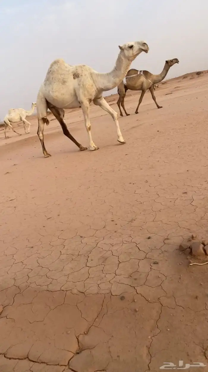 ضريبه 3