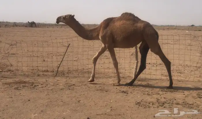 بكره حمرا 0