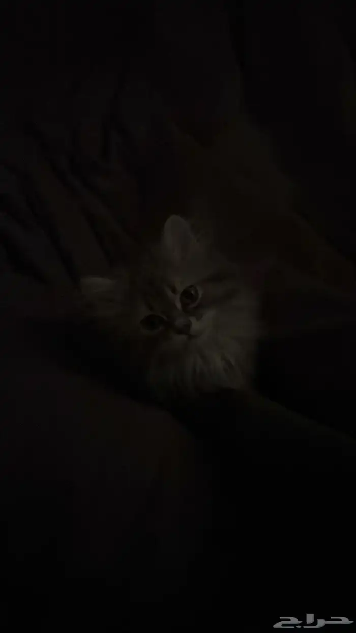 قطع 0