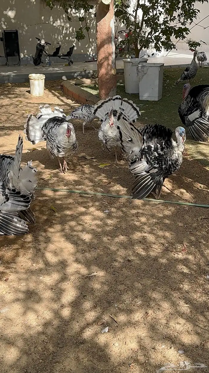 ديوك رومي فراشة 4