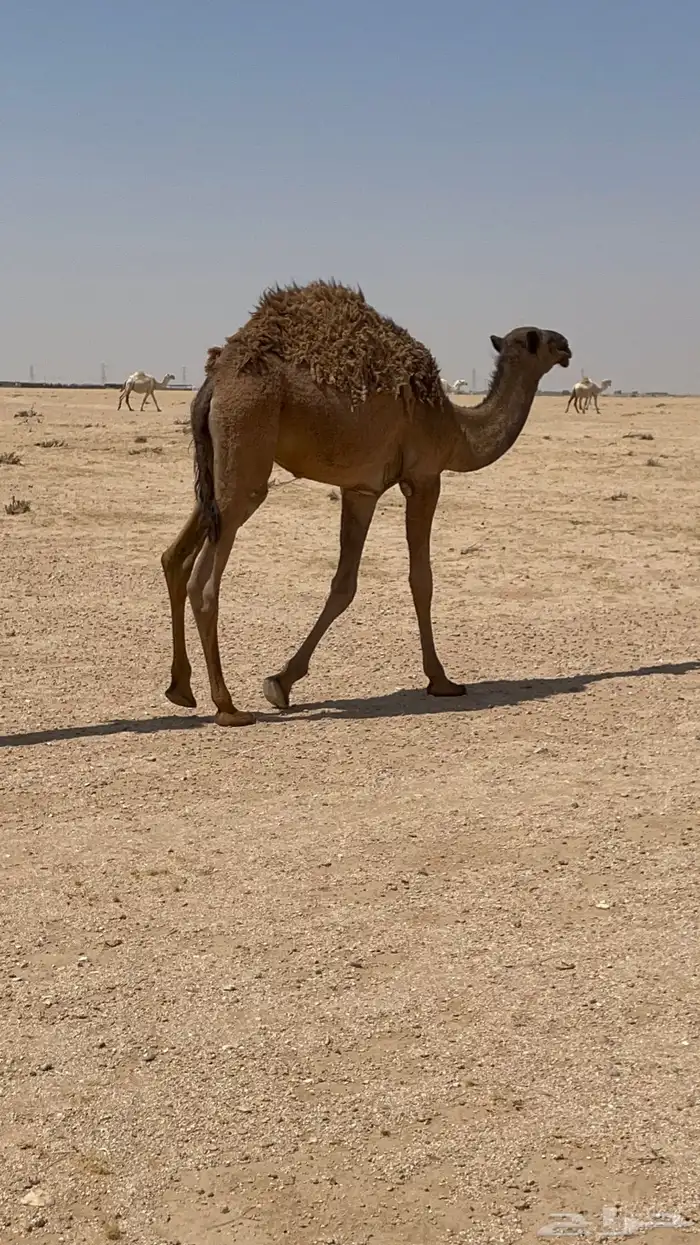 قعود للبيع 0