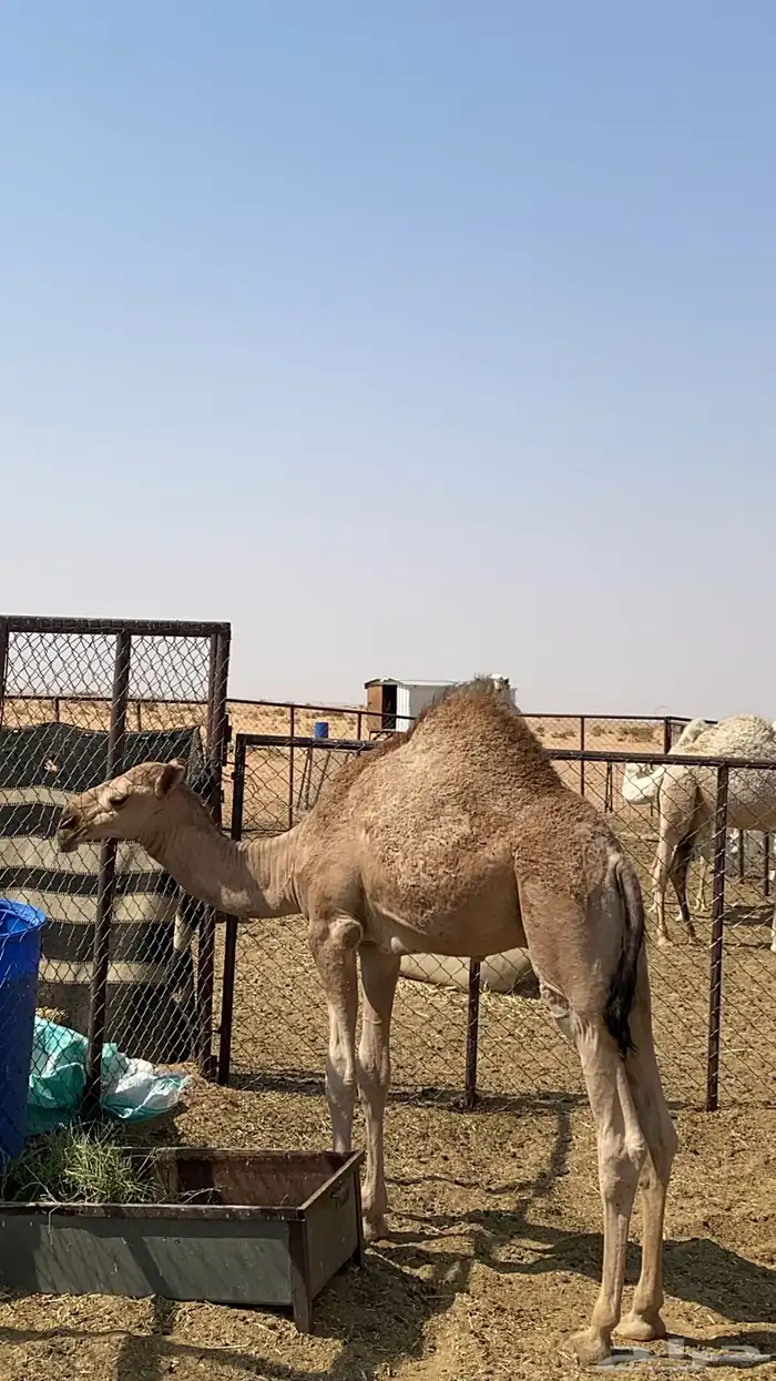 قعود طايش 0