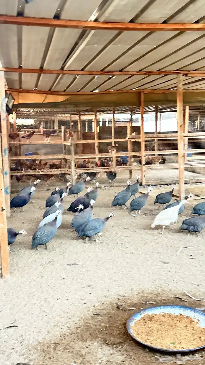 دجاج حبشي 2