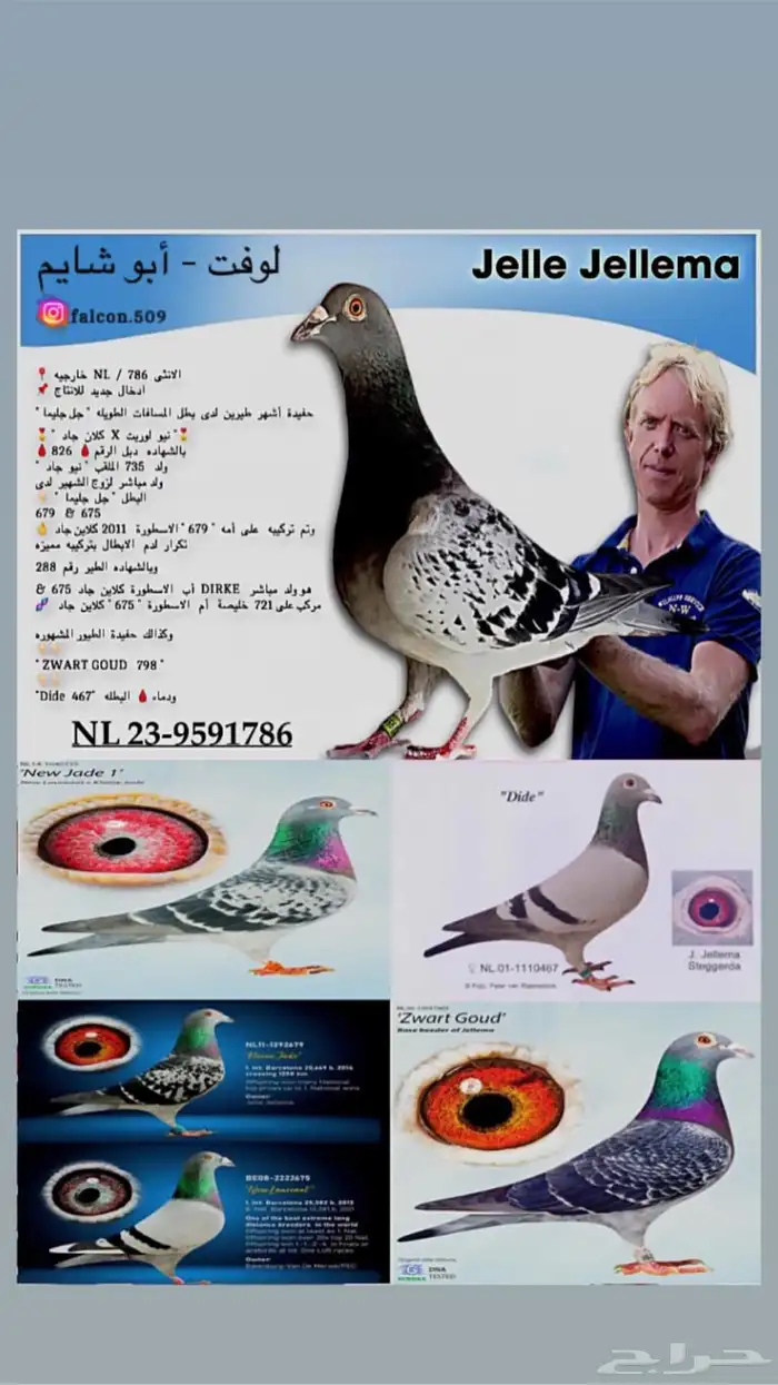 زاجل مسافه طويله 2