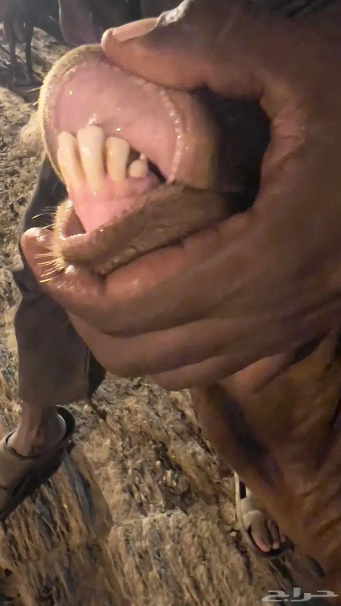 فحل ادهم ادبس رباع 5