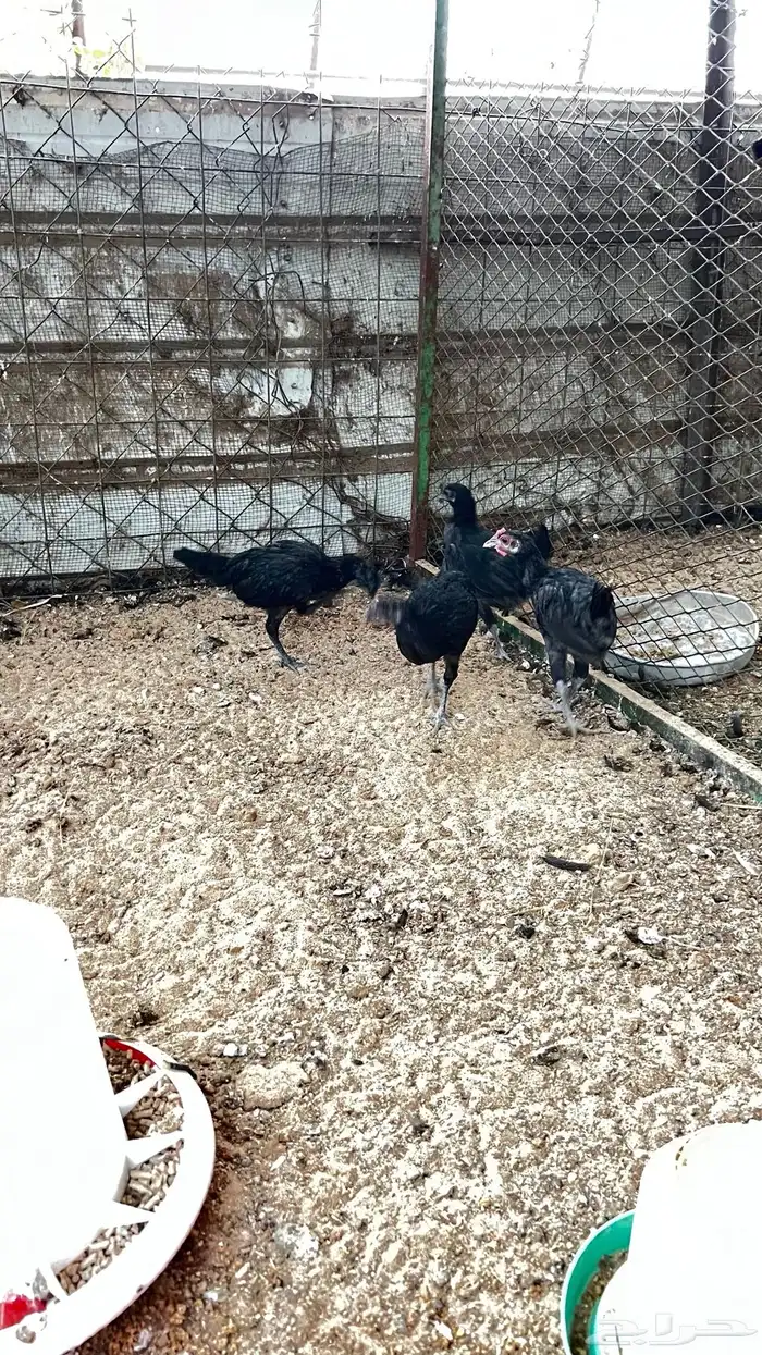 دجاج اسود صك اندنوسي للبيع 7