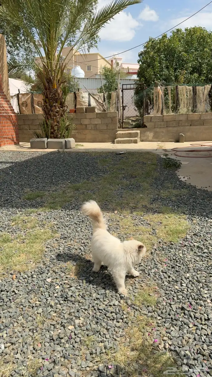 بسه   قطه للبيع 1