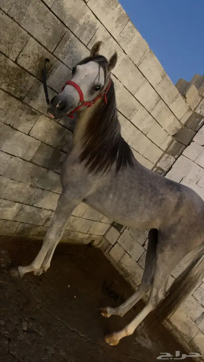 مهر واهو لم يتم التسجيل 2
